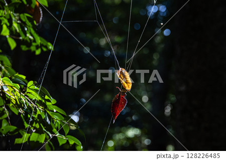 蜘蛛の巣 128226485