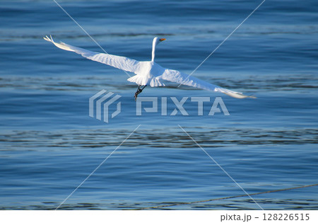 海の上を羽ばたくダイサギ 128226515
