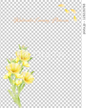 卡片的水彩月見草框架 卡片的水彩月見草框架 128226768