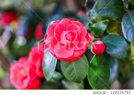 赤い椿の花 赤い椿の花 128226783