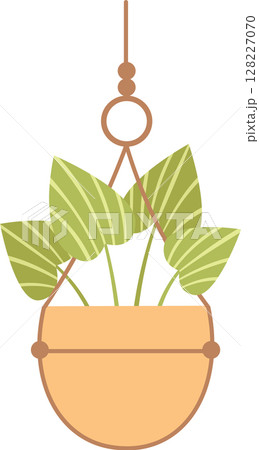 Decorative houseplant featuring striped leaves hangs gracefully from the ceiling in a macrame planter, enhancing interior spaces with a refreshing touch of nature and greenery 128227070