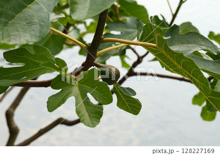Fig fruit and leaves on a tree branch with one unripe fruit close-up. Fig fruit and leaves on a tree branch with one unripe fruit close-up. 128227169