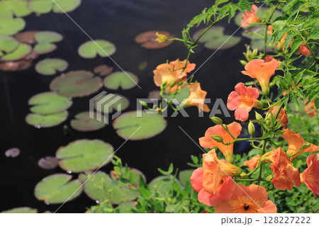 スイレンの池 128227222