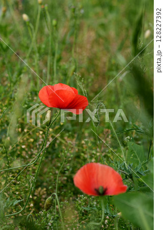 Two wild red poppies with black spots in the field. Cereal crops. Postcard. 128227392