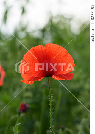 One wild red poppy with black spots in the field. Cereal crops. Postcard. 128227393