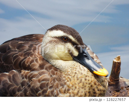 カルガモの顔のアップ 128227657