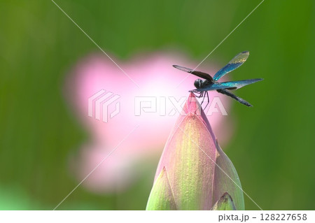 ハスのつぼみにとまるチョウトンボ ハスのつぼみにとまるチョウトンボ 128227658