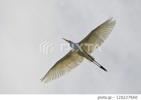 大空を飛翔するダイサギ 128227660