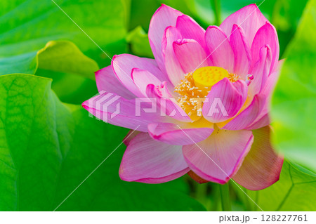 ハスの花 128227761