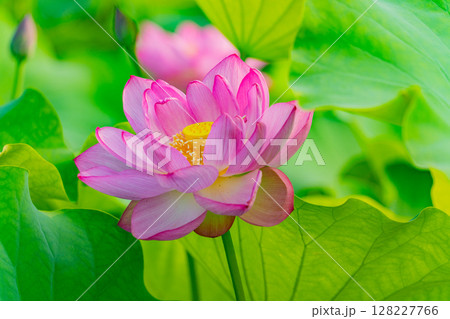 ハスの花 ハスの花 128227766