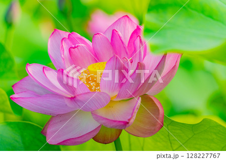 ハスの花 128227767