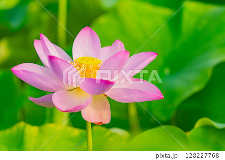 ハスの花 128227768