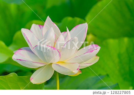 ハスの花 白花 ハスの花 白花 128227805