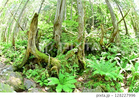 原生林を思わせる苔むす倒木のある遊歩道 原生林を思わせる苔むす倒木のある遊歩道 128227996