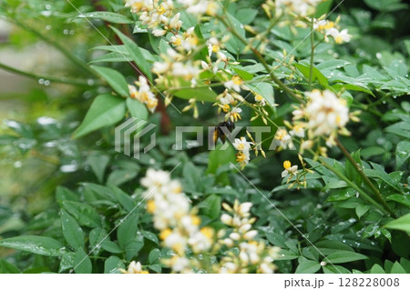 雨上りの南天の花 雨上りの南天の花 128228008