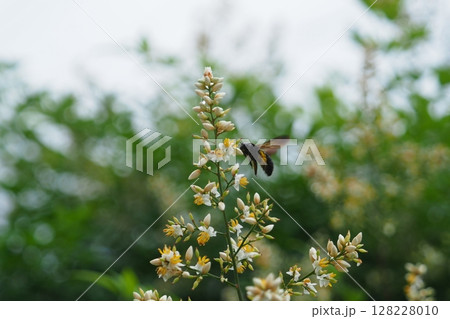ハナバチとナンテンの花 ハナバチとナンテンの花 128228010