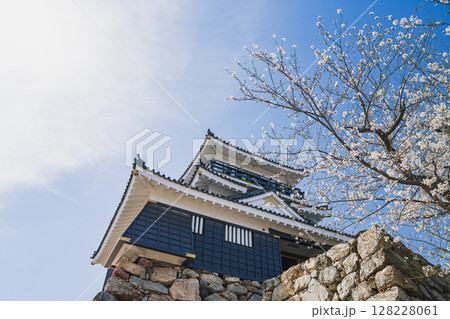 浜松市の浜松城と桜の風景(静岡県) 浜松市の浜松城と桜の風景(静岡県) 128228061