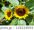 二輪の向日葵 花壇／写真 128228093