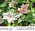季節外れの初雪葛 花壇／写真 128228094
