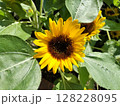 小さな向日葵 花壇／写真 128228095