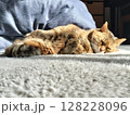 猫の昼寝 日常／写真 128228096