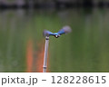 池の中に立った竹竿から飛翔を始めたカワセミ 128228615