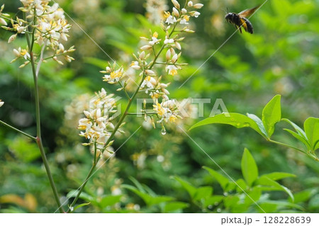 ハナバチとナンテンの花 ハナバチとナンテンの花 128228639