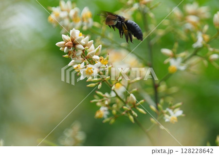 ハナバチとナンテンの花 128228642