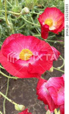真っ赤なポピーの花 128228803