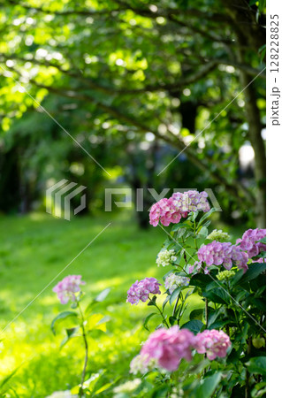 紫陽花のある風景 128228825