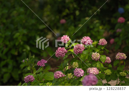 紫陽花のある風景 128228837