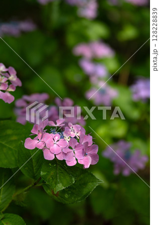 紫陽花のある風景 128228839