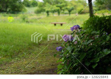 紫陽花のある風景 紫陽花のある風景 128228843