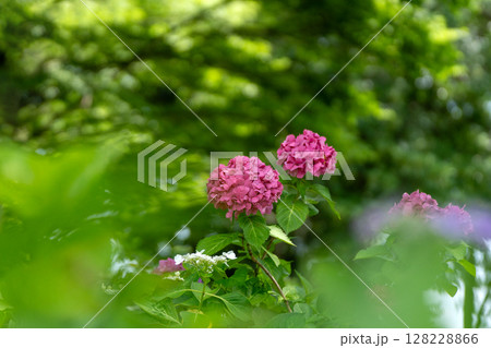 紫陽花のある風景 128228866