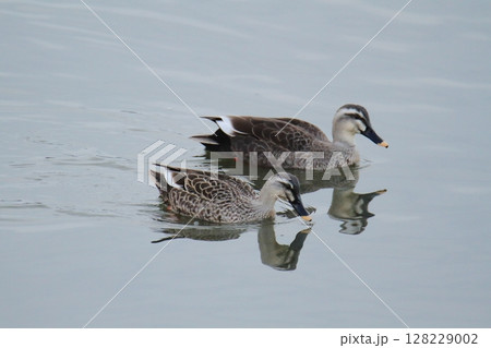 荒尾市　港　野鳥、 128229002