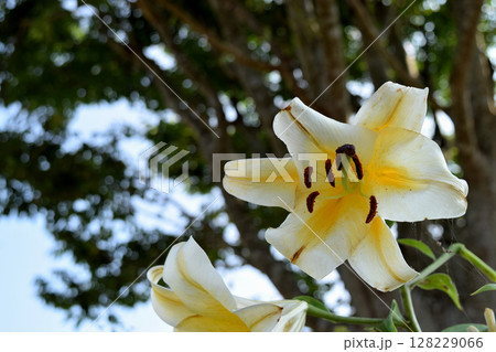 カサブランカ カサブランカ 128229066