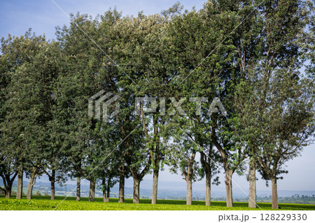 Green Tea Leaves Plants Vegetations Farm Field Meadows Kericho Kiambu Kenya Green Tea Leaves Plants Vegetations Farm Field Meadows Kericho Kiambu Kenya 128229330