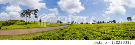 Green Tea Leaves Plants Vegetations Farm Field Meadows Kericho Kiambu Kenya Green Tea Leaves Plants Vegetations Farm Field Meadows Kericho Kiambu Kenya 128229335