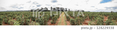 Green Tea Leaves Plants Vegetations Farm Field Meadows Kericho Kiambu Kenya Green Tea Leaves Plants Vegetations Farm Field Meadows Kericho Kiambu Kenya 128229338