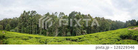 Green Tea Leaves Plants Vegetations Farm Field Meadows Kericho Kiambu Kenya Green Tea Leaves Plants Vegetations Farm Field Meadows Kericho Kiambu Kenya 128229346