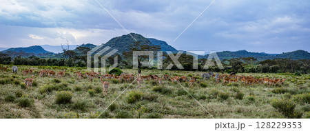 Kenya Landscapes Panoramic Scenic Views Fields Meadows Great Rift Valley 128229353