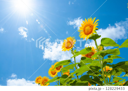 夏空の太陽に向かって咲く元気なひまわり 夏空の太陽に向かって咲く元気なひまわり 128229433