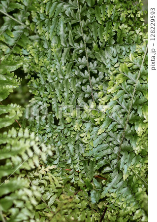 Close-up of vibrant green fern leaves with intricate natural patterns Close-up of vibrant green fern leaves with intricate natural patterns 128229593