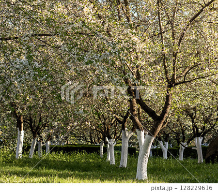 Tranquil orchard with white tree trunks and blossoms in spring sunlight 128229616