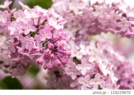 Close-up of vibrant lilac flowers showcasing delicate textures and soft pastel colors 128229670