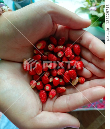Woman's hands gently holding a handful of fresh red wild strawberries, representing a bountiful summer harvest 128229718