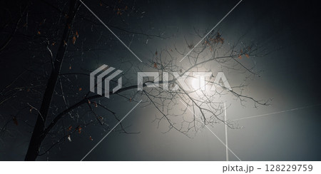 Misty night close-up of a streetlight shining through bare tree branches. 128229759