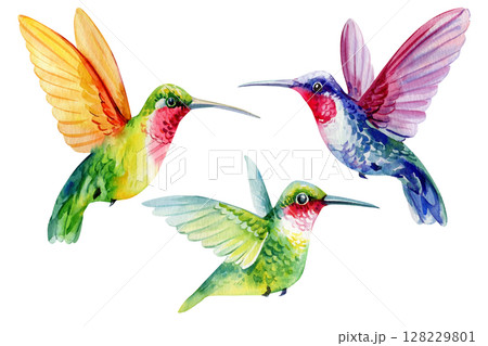 Hummingbirds watercolor clipart set tropical birds in flight colorful botanical illustration for wedding invitations fabric prints 128229801