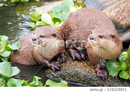 コツメカワウソ 128229851