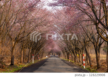 青森県弘前市百沢裾野　オオヤマザクラネックレスロードに面する岩木山総合公園下の桜並木のトンネル 128229906